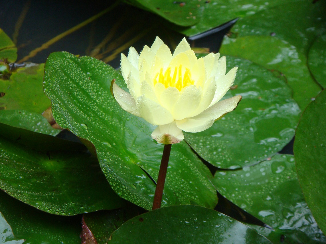 衆寮の池に午前中のみ開く睡蓮