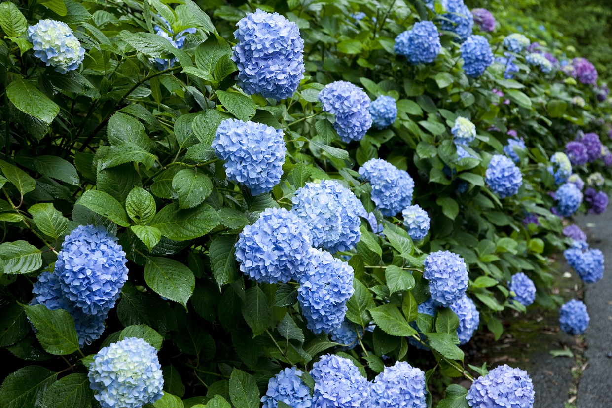 6月開催仏前結婚式の様子6