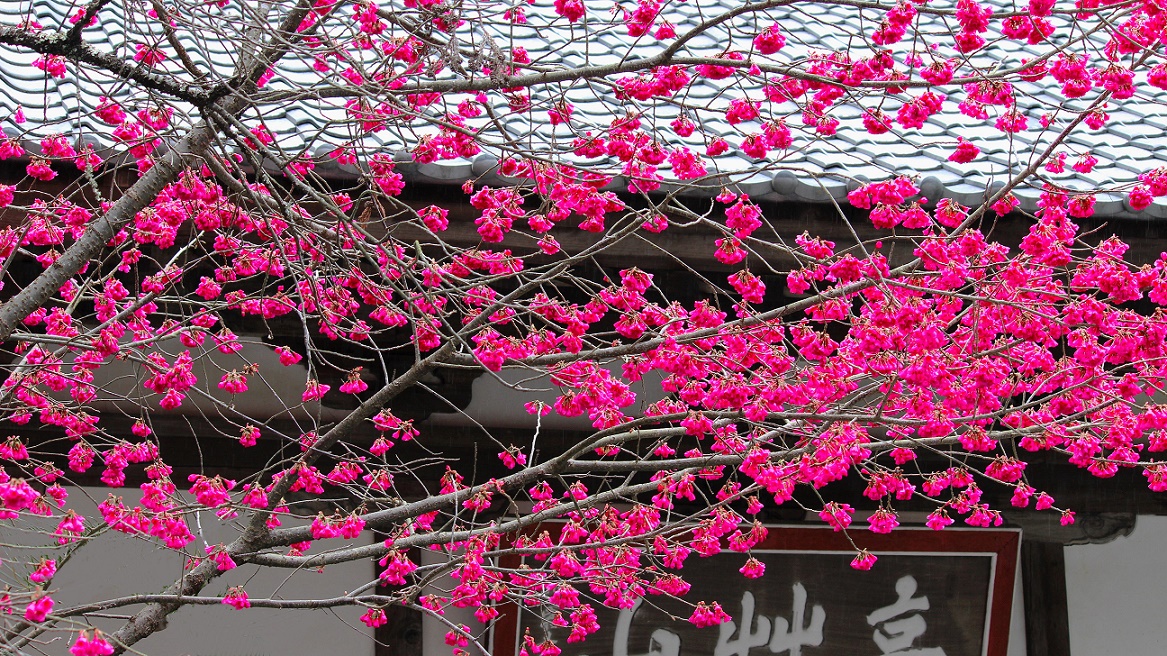 境内の緋寒桜